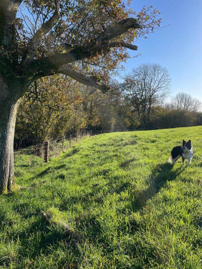 Ansty  Higher Melcombe Manor מראה חיצוני תמונה